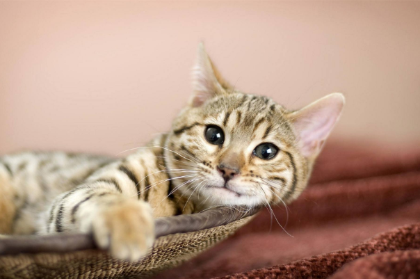 世界上最长寿命的猫:Cream Puff，38岁高龄(世界奇迹)
