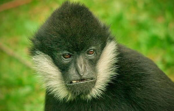 白颊长臂猿：世界上最酷的猿（眼神冷酷有白胡子）