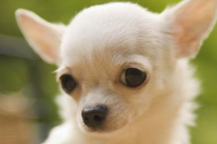 世界上最小的狗:蜜莉，身长9.65cm重170克(比运动鞋小)