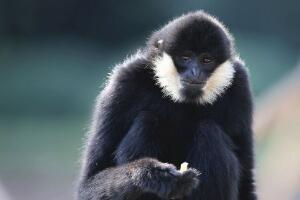 白颊长臂猿：世界上最酷的猿（眼神冷酷有白胡子）