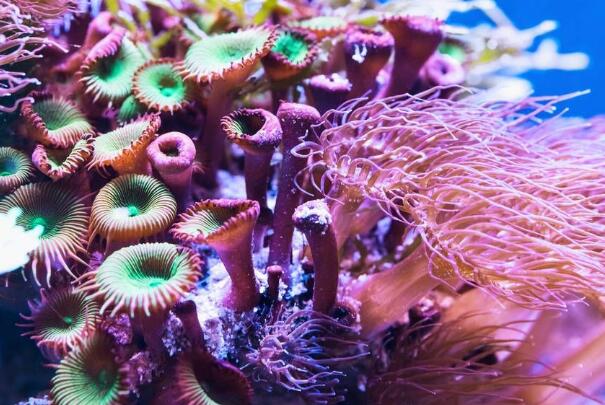 珊瑚是怎么形成的?珊瑚虫骨骼成分碳酸钙(水下热带雨林)