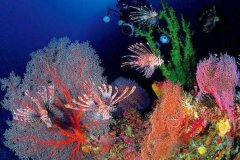 珊瑚是怎么形成的?珊瑚虫骨骼成分碳酸钙(水下热带雨林)