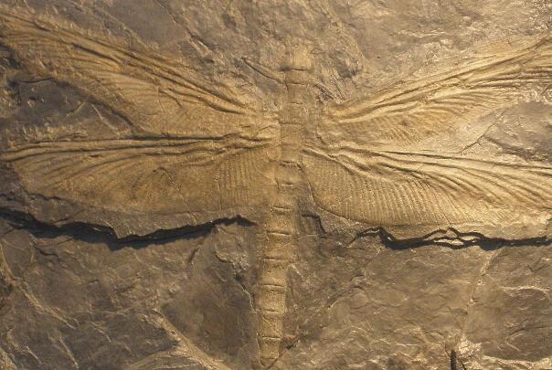远古最大的蜻蜓:巨脉蜻蜓，翼展0.75米(主食两栖动物)