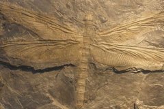 远古最大的蜻蜓:巨脉蜻蜓，翼展0.75米(主食两栖动物)