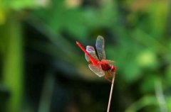 世界上最小的蜻蜓:侏红小蜻，15mm长侏儒蜻蜓(全身红色)