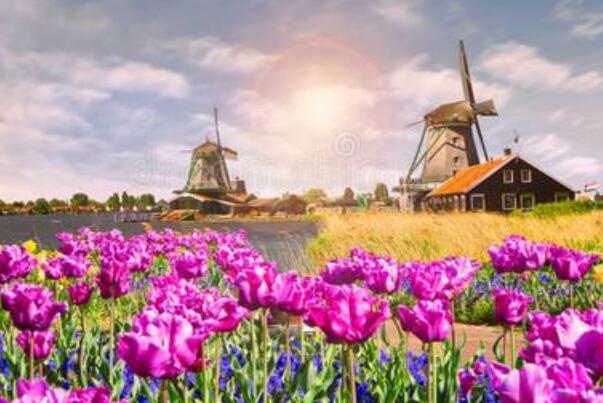 荷兰风车的作用:排水作用，旅游效益，带动荷兰发展