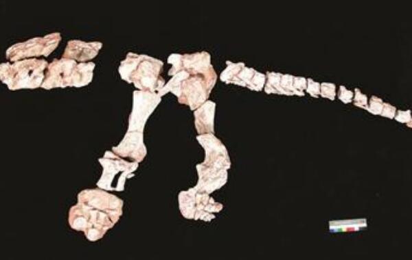 浙江龙：中国大型食草恐龙（长6米/距今9300万年前）