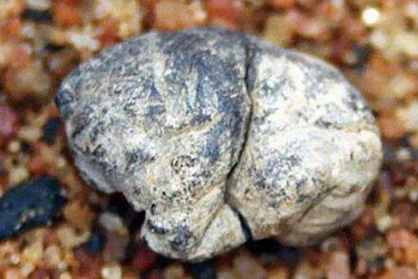 世界最古老的东西:5000年前的口香糖(由桦树皮做成)
