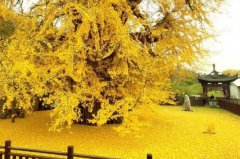 世界上最美的银杏树:千年银杏树，1400年历史(唐太宗所种)