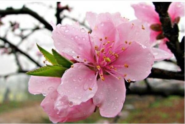 世界上最吉利好运的花:桃花象征好运，百合花用在婚礼上