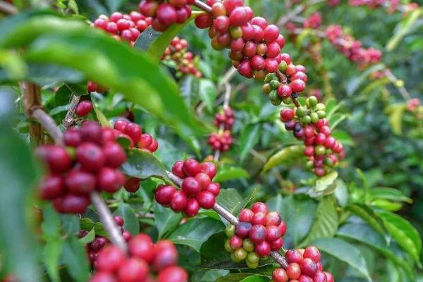 世界上最贵的咖啡豆:每磅价值350美金(被称咖啡王者)