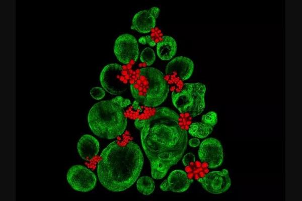 世界上最小的圣诞树:42个原子堆积而成(肉眼都没法看见)