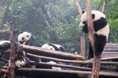 熊猫为什么只有中国才有 天时地利人和保护下的幸存儿