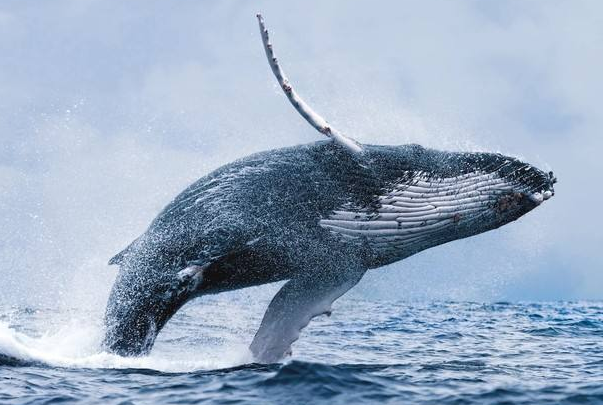 全世界受欢迎动物排行：蓝鲸上榜，熊猫第一(活化石)