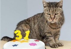 世界上寿命最长的猫：来自美国的Cream Puff，活了38年零3天