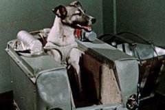 第一个被送入太空的动物是什么?是一只名叫莱卡的狗狗