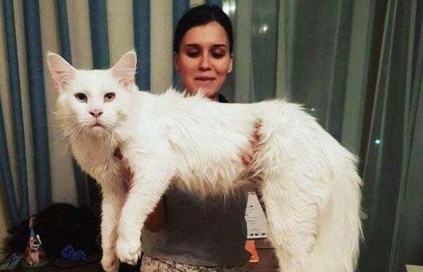 目前世界上最大的猫咪:缅因猫，体长1.23米(破世界记录)