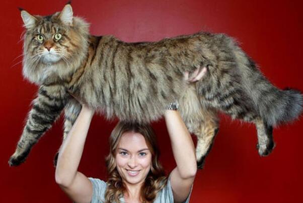 目前世界上最大的猫咪:缅因猫，体长1.23米(破世界记录)