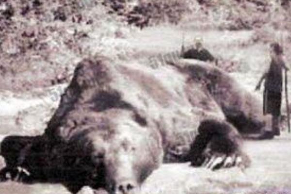 史上最惨动物吃人事件:近三米巨熊咬死7人(丧生胸腹)