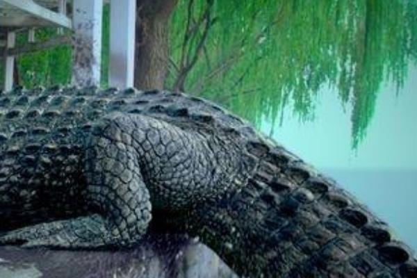 2011年西湖鳄鱼事件是真的吗?8米长的鳄鱼是真是假