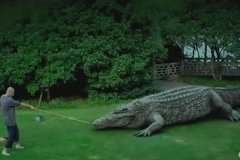 2011年西湖鳄鱼事件是真的吗?8米长的鳄鱼是真是假