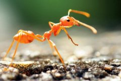 蚂蚁知道人类的存在吗 对于蚂蚁来说人是一堵会移动的墙