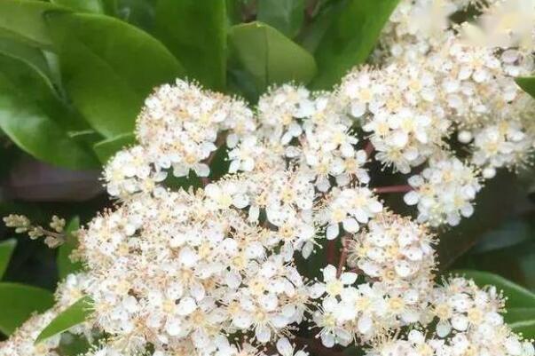 石楠花为什么叫最污花 因散发的花香和精液味道非常相似