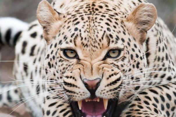 金钱豹是几级保护动物?一级保护动物，身上有黑色斑点