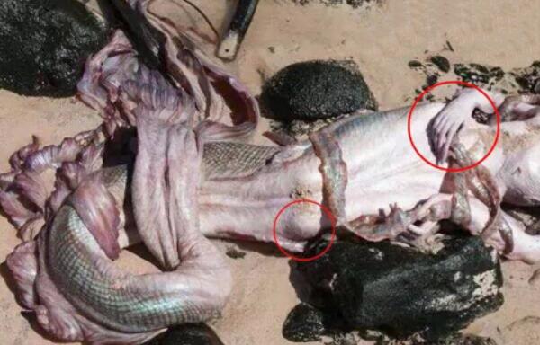 以色列美人鱼真实事件：美人鱼躺在沙滩上（网友视频为证）