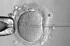 代孕机构私建实验室储存上百胚胎:别墅中的神秘实验室