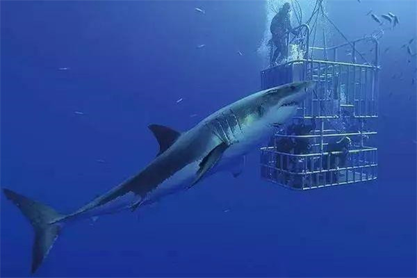 2017三亚鲨鱼事件是真的吗 2017年三亚鲨鱼事件被确认为造谣