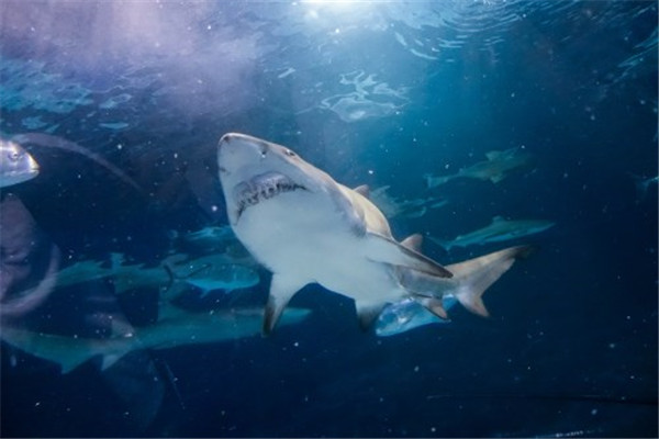 1993深圳鲨鱼吃人事件是如何发生的 揭秘深圳鲨鱼吃人事件过程