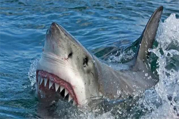 蜈支洲岛鲨鱼袭击事件 游客在三亚拍到鲸鲨视频（神奇）