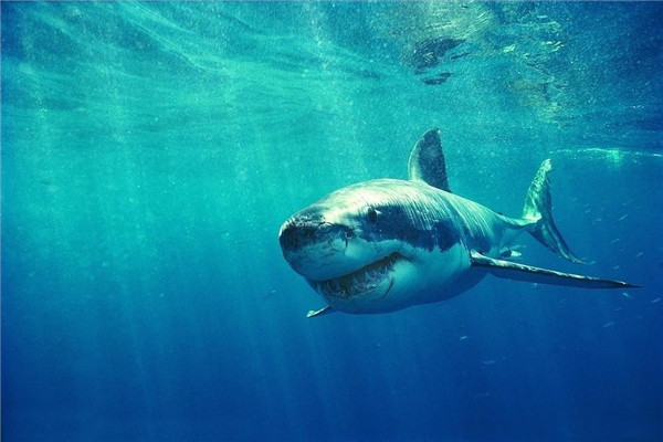 蜈支洲岛鲨鱼袭击事件 游客在三亚拍到鲸鲨视频（神奇）