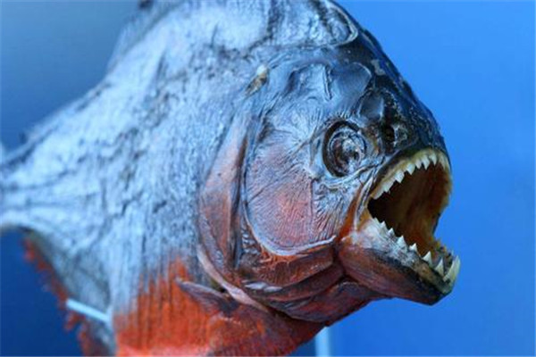 柳州食人鱼事件是不是真的 食人鱼拥有惊人的能力