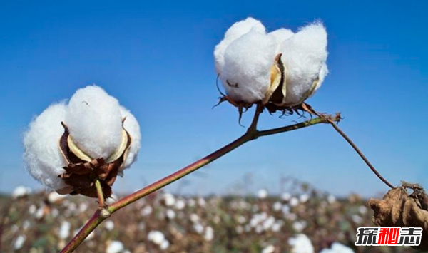 哪个国家生产棉花最多?全球10个主要棉花生产国