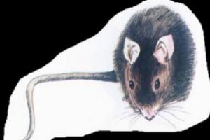 牙买加仓鼠灭绝了吗：19世纪末期灭绝，被人类杀绝了