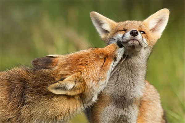 动物成精的真实事件 狐狸成精之后爱喝酒