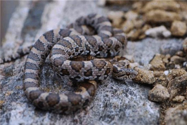 辽宁最毒的蛇 蛇岛腹因毒性强而闻名