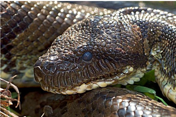 蟒蛇生吞活人事件是真的吗 受害者在被吞途中窒息而死