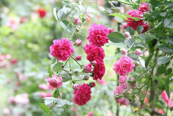 蔷薇花的花语和传说 代表着纯洁美好的爱情(花语是爱的思念)