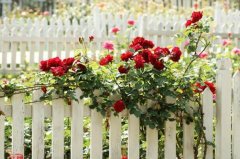 蔷薇花的花语和传说 代表着纯洁美好的爱情(花语是爱的思念)