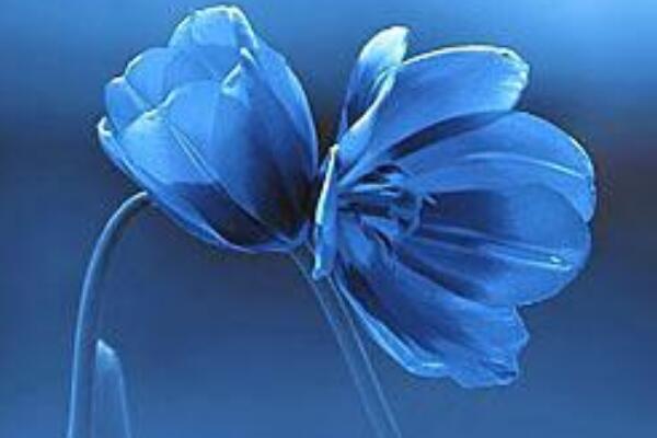 蓝色妖姬的花语和传说 象征着最深的爱恋(永远铭记这段爱情)