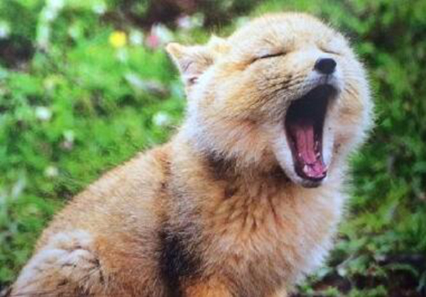 藏狐是种什么样的动物 藏狐有什么特点（长相与众不同）