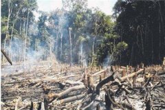 亚马逊森林大灭了吗 已经灭了（造成极大的影响）