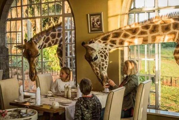 世界上最特别的5家旅馆 独一无二的长颈鹿酒店(长颈鹿作伴)