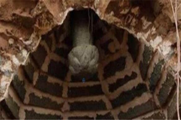 千年古墓挖出100米大蛇是真的吗：大蛇被挖伤（只是传闻）
