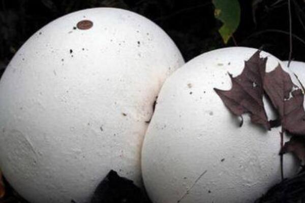 巨形秃马勃:一种大如足球的蘑菇(最大可长到五英尺)