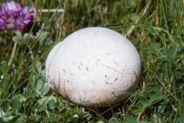 大秃马勃:犹如健身球般硕大的蘑菇(直径可达一米)