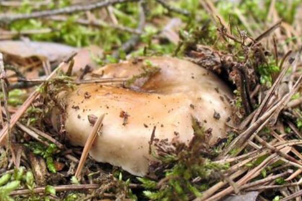 黑菇:能染黑手指的蘑菇(清洗时连指甲都会黑)